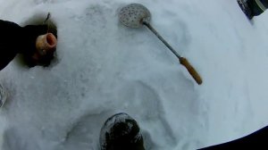 ДОНКИ НА СУДАКА.ЛОВЛЯ СУДАКА НА ТЮЛЬКУ.НЕОЖИДАННЫЙ БОНУС.