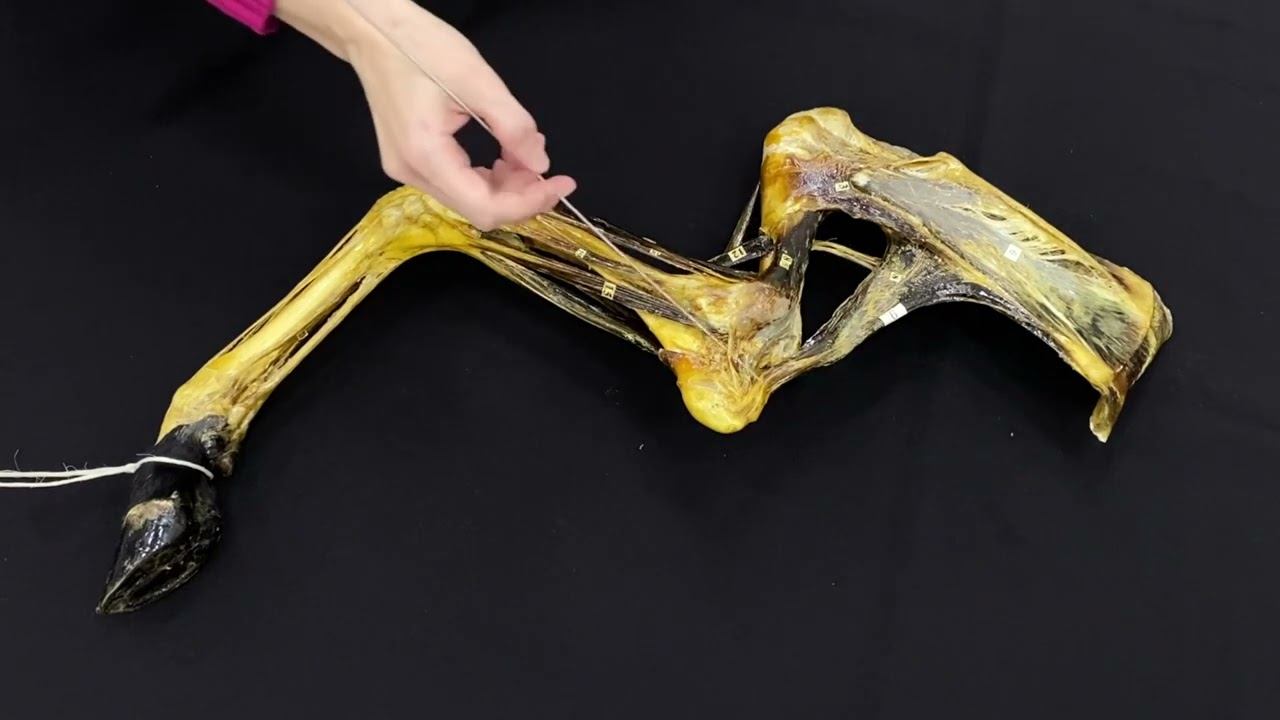 Мышцы грудной конечности