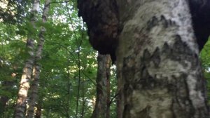 Мишка на дереве