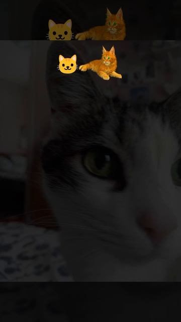 Фотографии моей кошки смотреть онлайн