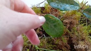 Прошла неделя смотрите какие корни выросли у черенков хой  Во мху 🤗🌿🌿
Ну красота же.... #хойя