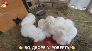 Содержание кур в домашних условиях и других птиц во дворе у Роберта 🐣🐤🦆🐔🪿🦃 (384)