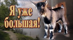 Смешные животные // Жизнь в деревне