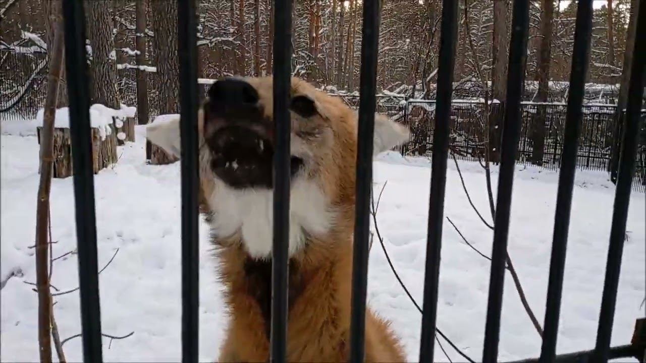 Гривистая волчица Эва поздоровалась и побежала ещё выглядывать посетителей 30.12.2025 смотреть онлайн