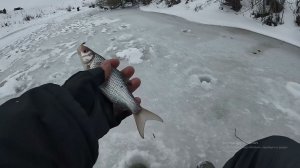 ЛОВЛЯ ОКУНЯ и ПЛОТВЫ ЗИМОЙ на безмотылку