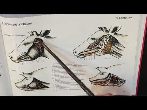 Слюнные железы