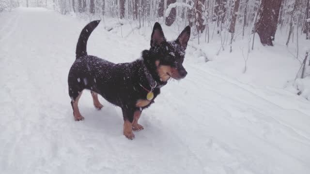 Прогулка с Церой в лесопарке смотреть онлайн