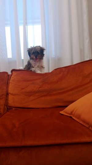 мой пёсик 💖