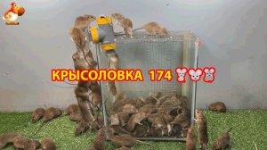 Крысоловка вариант (174) 🐀 Как сделать крысоловку своими руками и поймать кучу крыс 🐀🐁🐀