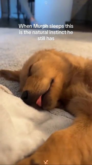 Щенки во сне 😍 смотреть онлайн