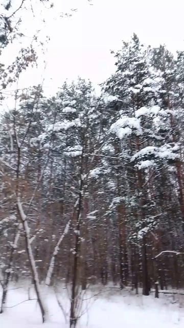 Шапки снега на сосновых ветвях смотреть онлайн