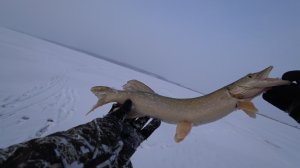 Первая рыбалка на судака