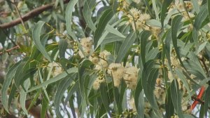 В сочинском “Дендрарии” зацвели эвкалипты