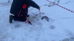 Вип зона.Форель