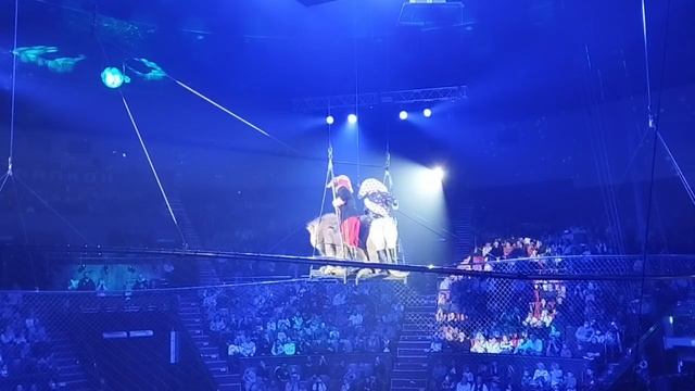 Тигры и львы Аскольда Запашного.  Брянский цирк смотреть онлайн