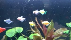 Мои аквариумы 05.01.2026г.