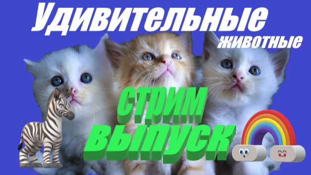 Стрим весёлые котики !!! смотреть онлайн