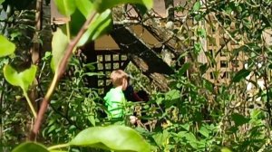 Слежка за пряничным человечком