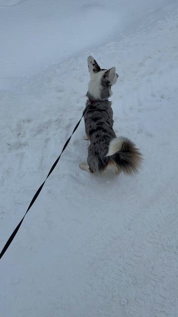Веселье смотреть онлайн