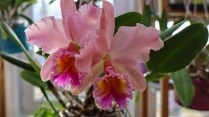 Blc.George King “Serendipity”