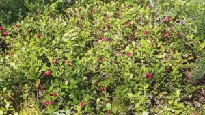 Отон | Николай Артемьев