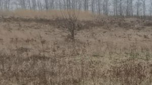 Лабрадор. Тренировка блайндов (невидимая подача) с хендлингом.