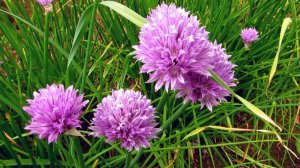 Цветёт лук шнитт