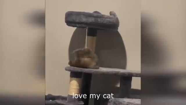 Смешные животные. Коты не дадут заскучать. смотреть онлайн