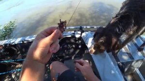 ТРИ ЯМЫ - ОДИН ТРОФЕЙ. РЫБАЛКА НА СОМА И САЗАНА. Август, на рыбалку с собакой.