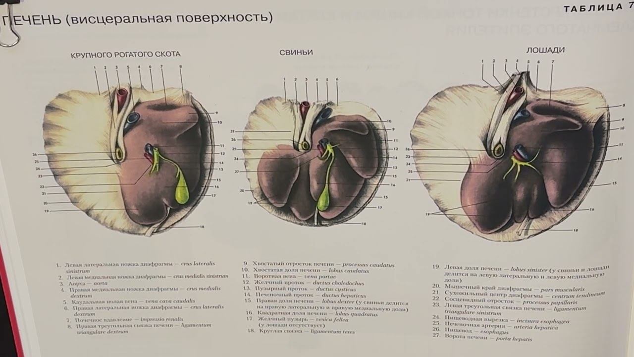 Видовые особенности печени
