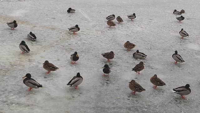 Зима в городе. Уточки на льду. Январь 2026 смотреть онлайн