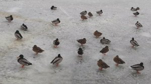 Зима в городе. Уточки на льду. Январь 2026