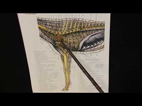 Шейные и грудные спинномозговые нервы