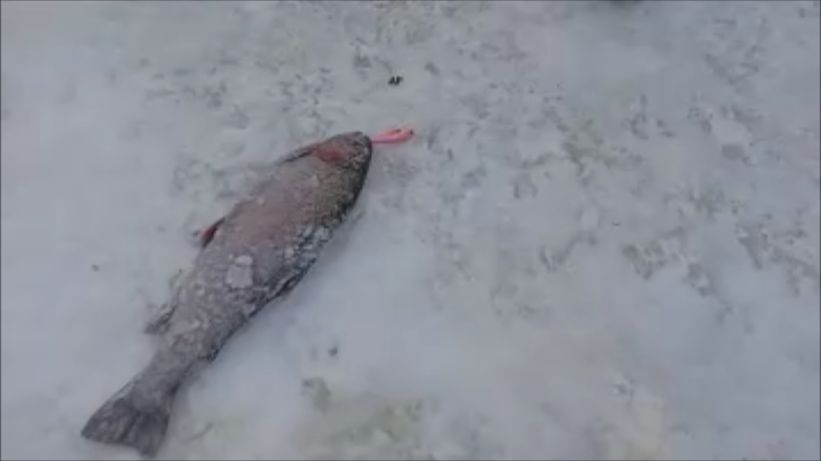 Поимки продолжаются... Клёвое место, Лосиный остров, нижний водоём. смотреть онлайн