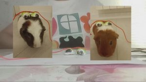 Украшения для морских свинок 🎀
//своими руками // 🎀🧸💖