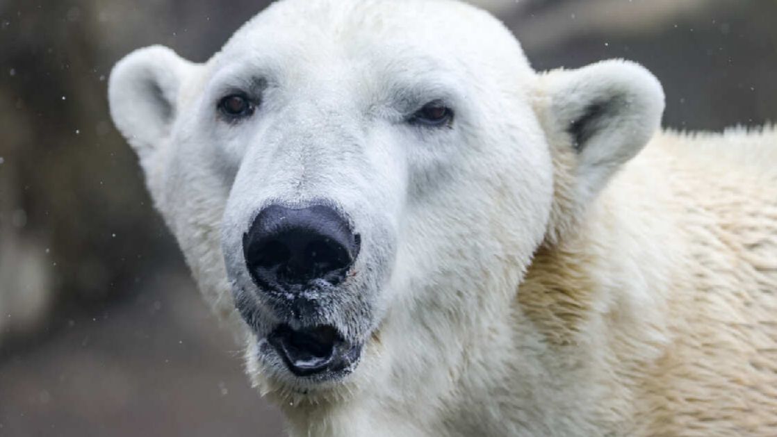 Три человека пострадали при нападении белого медведя на Таймыре смотреть онлайн