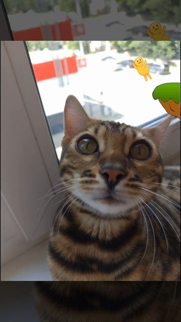 Упал за котом смотреть онлайн