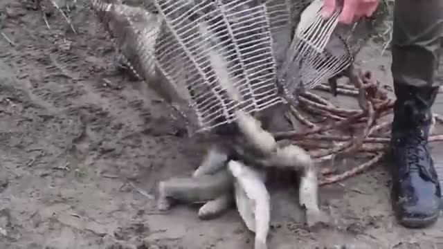 Необычный способ лова / РЫБАЛКА В ПАВОДОК / 50 КГ РЫБЫ смотреть онлайн