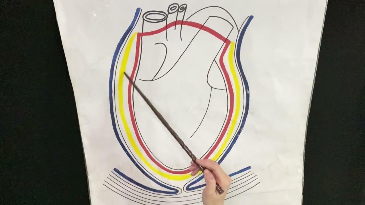 Оболочки сердца