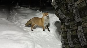 (1214) Лиса приходит в гости. Январь 2026