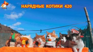 Нарядные Котики расслабляются на солнышке 🌞 🐈🐈🐈 (420)