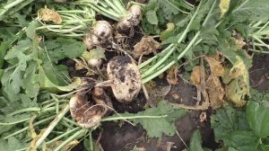 Репа ДЕТСКАЯ СЛАДКАЯ, опыт выращивания.