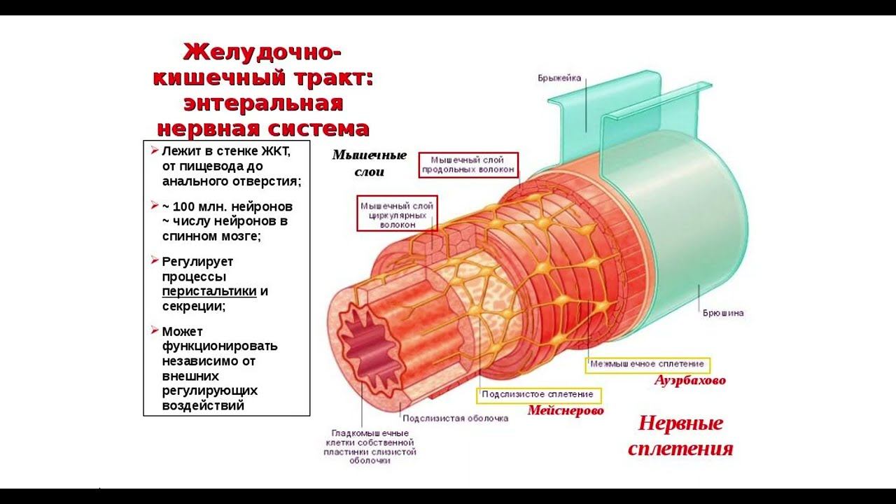 Метасимпатическая нервная система