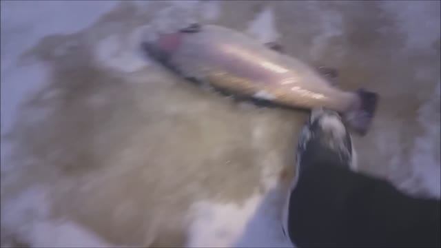 Утренние поимки форели на Нижнем водоёме. Клёвое место лосиный остров смотреть онлайн