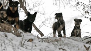 Стая собак едва не растерзала мальчика у детского сада в Иркутской области