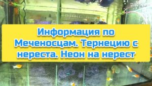 Информация по Меченосцам. Тернецию с нереста. Неон на нерест