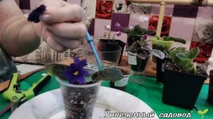 Как укоренить цветоносы фиалки?