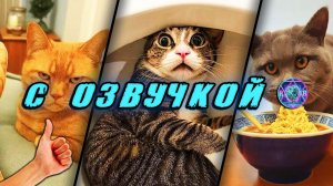🔥 Угарные Коты! - С ОЗВУЧКОЙ! СМЕШНЫЕ ЖИВОТНЫЕ! Самые смешные Собаки! Попробуй не засмеяться! 2025