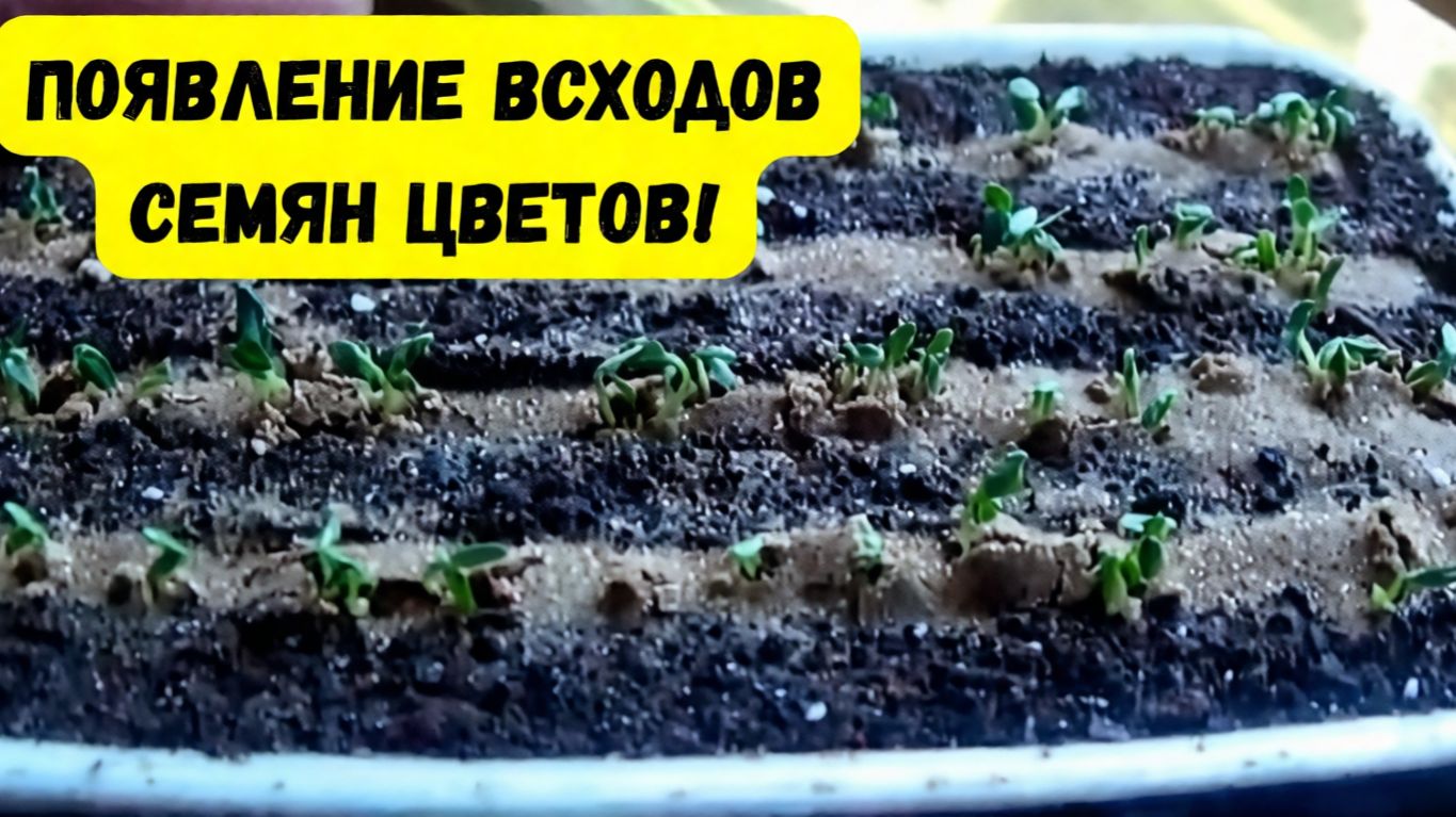 ЧТО НУЖНО СРОЧНО СДЕЛАТЬ ПРИ ПОЯВЛЕНИИ ВСХОДОВ СЕМЯН ЦВЕТОВ! ШАГ 2. смотреть онлайн