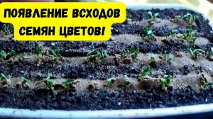ЧТО НУЖНО СРОЧНО СДЕЛАТЬ ПРИ ПОЯВЛЕНИИ ВСХОДОВ СЕМЯН ЦВЕТОВ! ШАГ 2.